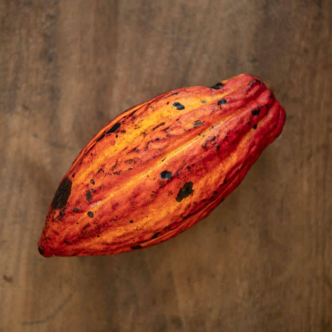  How To Make Chocolate From Scratch From A Fresh Cocao Pod